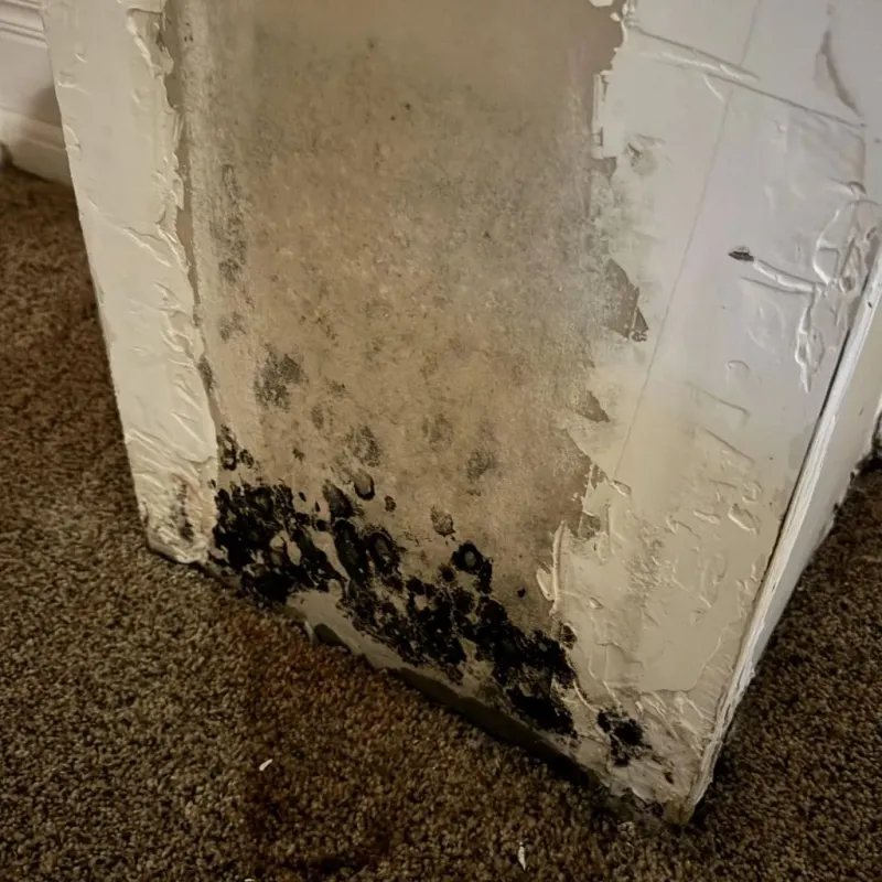 Professional Mold Removal in Randolph, ME